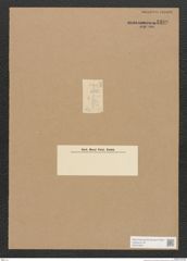 Diatomeae indet. Zeichnungen Sammlung Grunow Nr. 4399 (NHMW-BOT-W0372564)